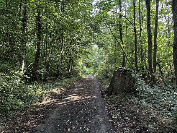 Nous traversons le bois de Saint-Vaast. Là aussi, le chemin a été bitumé, nous ne l'avons pas compté comme chemin dans le rapport Routes/Chemins.