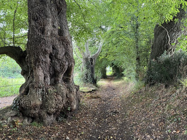 Tilleul monumental en bordure du chemin.