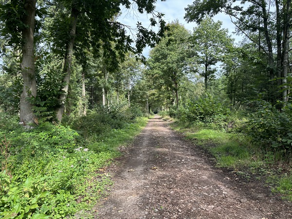 Nous sommes revenus sur le circuit, quittons la voie romaine, et marchons maintenant dans le bois de Dozulé.