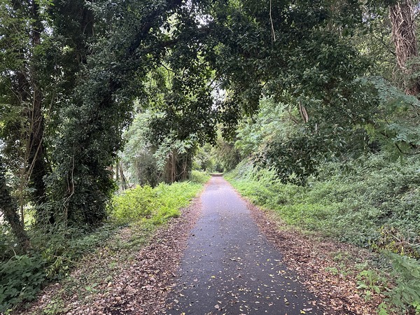 A plusieurs endroits, les arbres se sont chargés de cacher un peu le goudron de la voie verte par une pellicule de feuilles. Dans notre rapport routes/chemins, nous n'avons pas compté la voie verte comme chemin.