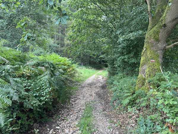 GR2 en forêt domaniale du Trait-Maulévrier.