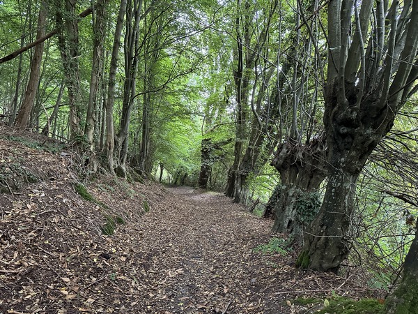 Nous descendons vers Duclair par le chemin des Graviers, bordé ici d'anciens arbres têtards.