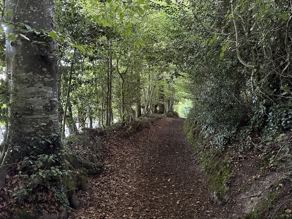Nous descendons dans le bois de Selles.