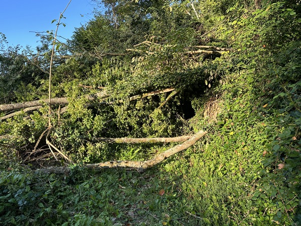 Sur le chemin de la Fontaine Barbotte, un arbre est tombé sur le chemin. Il nous a fallu passer à quatre pattes par le trou que l'on voit à droite.