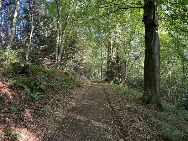 Nous montons vers la Côte du Vert Buisson sur le chemin de Savary.