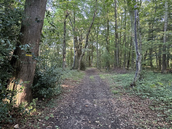 Bois des Fontaines aux Préaux.