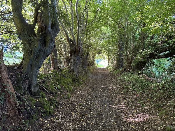 Nous montons sur le Mont Morel, là aussi les petites routes et les larges chemins se succèdent.
