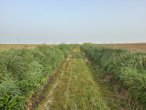 Nous voici sur notre premier chemin. Il avance dans la plaine agricole de Gonzeville. Au mois de juin, quand le lin est en fleur, le spectacle doit être magnifique. Un peu moins en ce mois de septembre.