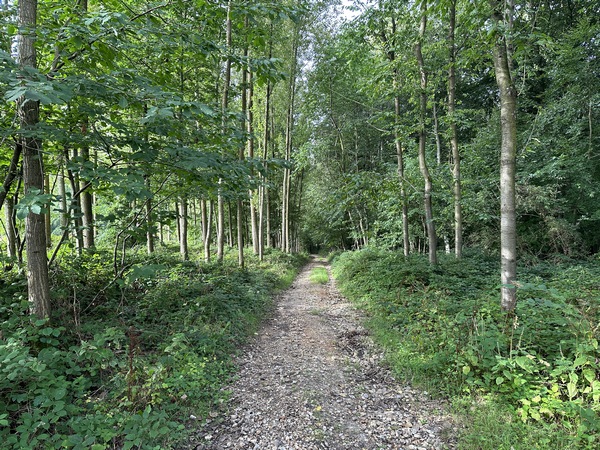 A la sortie d'Etalleville, nous traversons un petit bois. Profitons-en, ce chemin boisé ne fait que quelques dizaines de mètres.