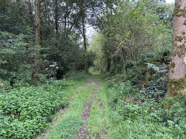 Le bois de la Brétèque a été préservé du défrichement grâce au vallon creusé par les eaux de ruissellement du plateau. C'est aussi ce qui rend le chemin impraticable en période humide.