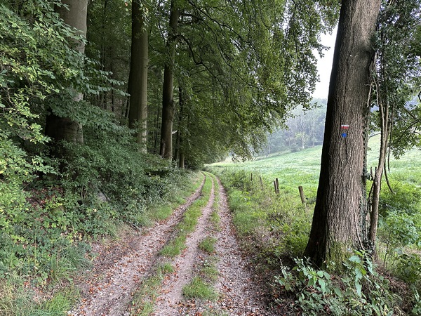 Nous avons rejoint le GR211. Le chemin longe des bois privés puis la forêt domaniale du Trait-Maulévrier. Sur notre droite, en hauteur, se trouve la ferme de Beau Soleil.