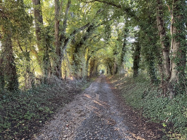 Le Chemin des Essards est une petite route qui se prolonge ici sur un vrai chemin, le chemin du Chêne.