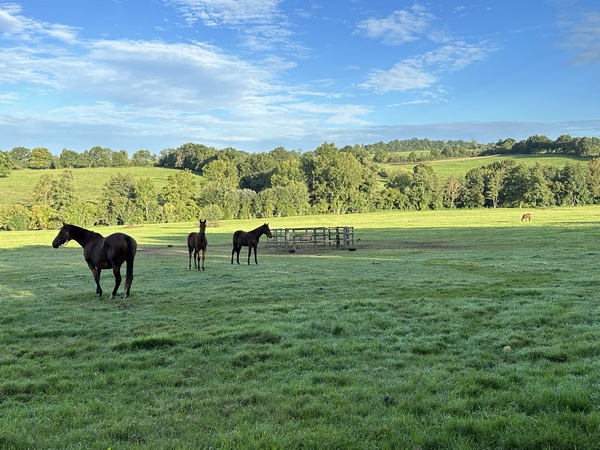 Nous ne comptons plus le nombre de chevaux que nous avons croisés tout au long de cette rando.
