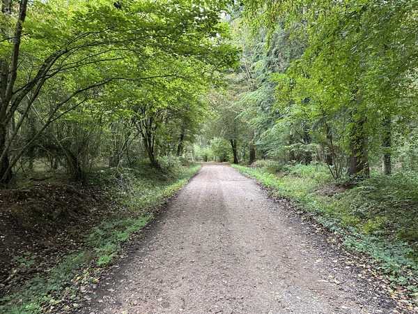 Nous sommes en forêt domaniale de Montfort, sur la route forestière du Chêne à la Vierge.