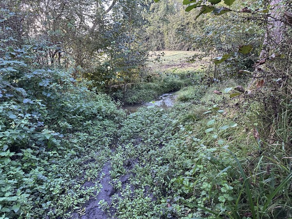 Nous passons devant le haras du Manoir, et continuons sur le chemin du même nom. C'est un chemin peu entretenu et boueux en raison du ruisseau qu'il traverse. Ce chemin est inondé en période humide.