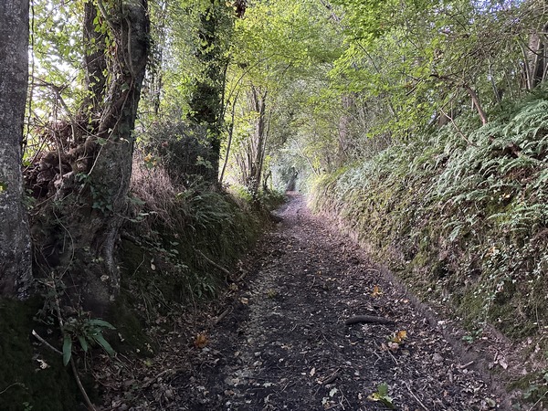 Après le ruisseau, le chemin du Manoir devient un large chemin creux qui monte vers la route de Vauville.