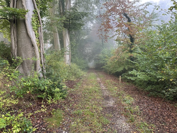 L'ancienne voie romaine est un chemin magnifique. Les romains savaient construire des routes ! Cette voie part d'Aizier pour rejoindre Vatteville-la-Rue et Rouen. D'après ce qu'on lit, elle était un embranchement de la voie principale Lisieux-Lillebonne qui passait par Aizier, et son port gallo-romain.