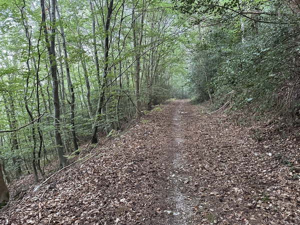 Nous suivons le chemin du Flanc qui monte en pente douce dans la forêt domanialle.