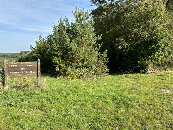 Nous passons de la forêt domaniale à la forêt communale. On devine l'entrée du chemin au milieu du bosquet.