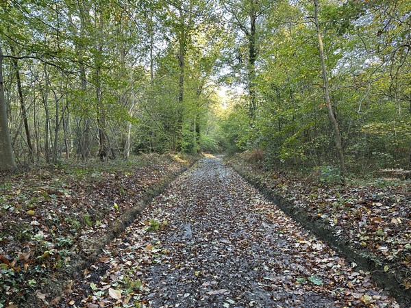 Le bois de Loquerais est une propriété traversée par le GR26 sur un chemin carrossable renforcé. Malgré les pluies abondantes de ces derniers jours, on y marche sans patauger.&nbsp;