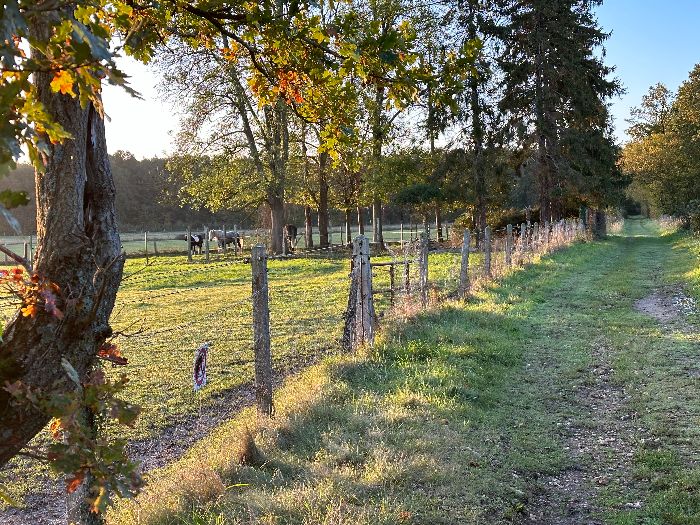 Nous quittons le petit parking de la rue du Parc, suivons la rue des Bouleaux et le Chemin Noir qui entre dans le bois.