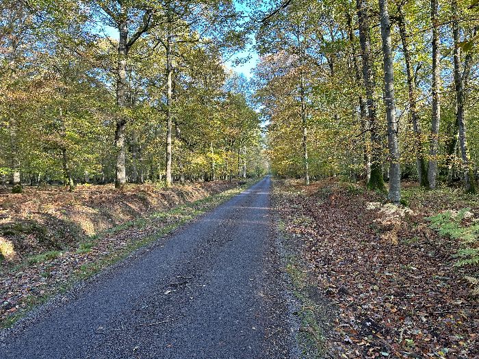 Voici le C4 qui traverse le bois de Grammont. Cette ancienne allée est déserte, et traverse un bois magnifique, mais elle est bitumée, rectiligne, et longue de 2,7 km.&nbsp;&nbsp;
