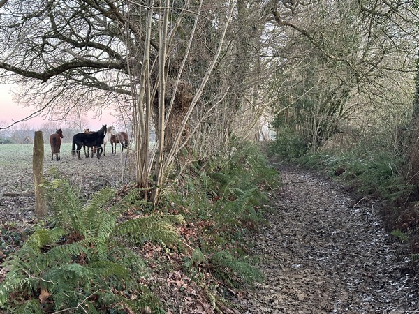 Nous sommes sur une terre d'élevage, et en particulier de chevaux. Ils seront nombreux sur notre circuit.