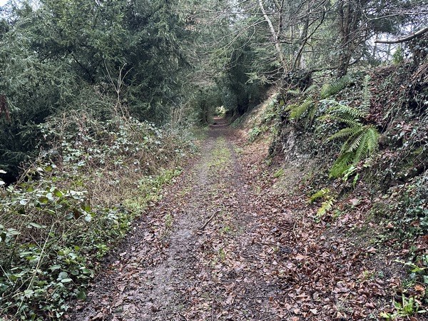 Je sors du bourg par la rue des Charamonts, et descends maintenant le chemin des Bois en direction du dour de l'Arquerie. Pas d'inquiétude, ce dour ne devient un ruisseau que lors de très fortes précipitations.