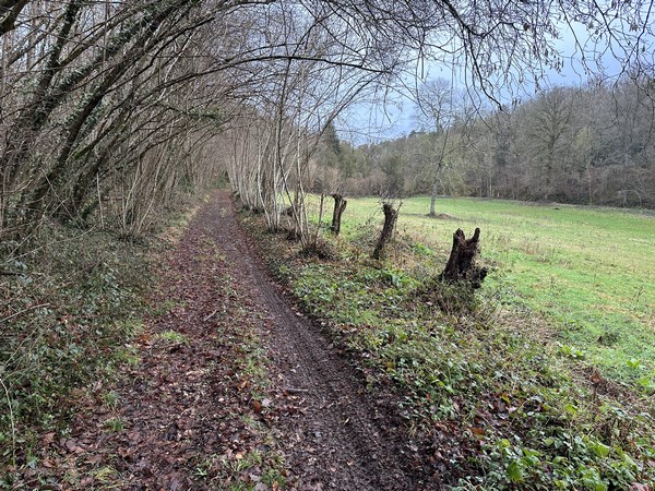 Curieusement, le balisage ne nous laisse pas sur le chemin de lisière, mais nous fait traverser le hameau. Sans doute en raison des maisons à colombage. Je retrouve le chemin un peu plus loin, et redescends vers le dour de l'Arquerie.