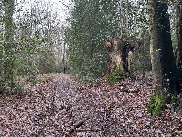 La montée vers la Cour Neuville est assez raide. Elle me conduit jusqu'à la Cour Neuville. J'entre maintenant dans le bois de la Houssaye.