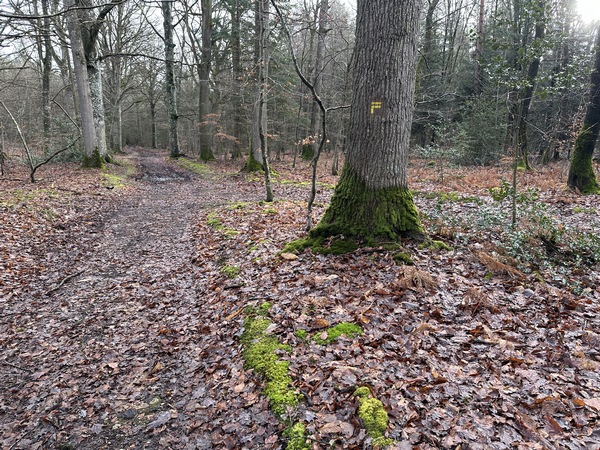 Dans le bois de la Houssaye, je vais tourner ici, en épingle à cheveux, pour reprendre la direction de Neuville.