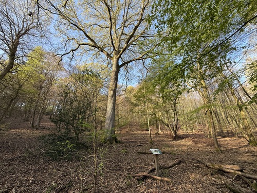Le Chêne du Val Noêl est un chêne sessile de plus de 250 ans. A voir dans l'album 2024 de la rando, la vidéo du sanglier qui passe derrière le chêne