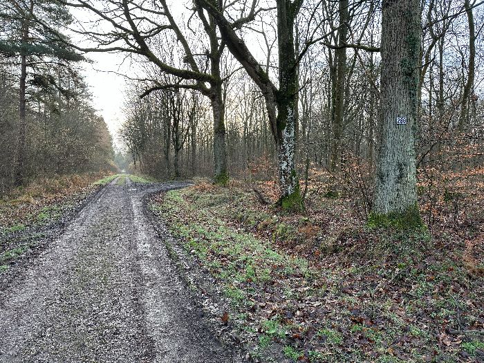 Au niveau de la parcelle 286, je quitte la voie des Longues Raies pour suivre celle de la Mare Corbet.