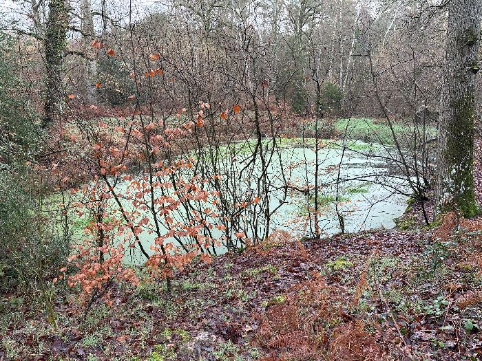 La Mare Corbet est l'une des nombreuses mare de cette forêt. Comme toutes les mares forestières, elle réunit de nombreuses traces de sabots ou de grattage sur les arbres.
