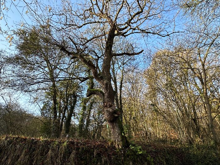 Et voilà le premier arbre remarquable de ce circuit : le Chêne Pancarte. Au cours des années il a avalé deux pancartes, dont l'une en fonte doit dater du début du XXe siècle. Zoom dans l'album.