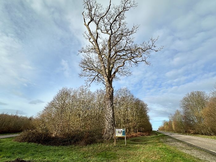 Le deuxième arbre remarquable a eu l'honneur d'être identifié comme tel par le fameux Gadeau de Kerville lui-même ! C'est un chêne de près de 400 ans et de 30 mètres de hauteur.