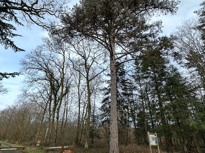 Le troisième arbre remarquable de ce circuit est le Pin des Deux Bancs, emblématique des plantations de résineux du début du XXe siècle.