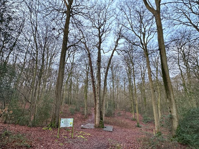 Je pars du parking qui est à proximité du Chêne Cuve, et je rejoins directement cet arbre monumental composé de 4 tiges (autrefois 5) qui forment un bassin d'eau de pluie à leur base.
