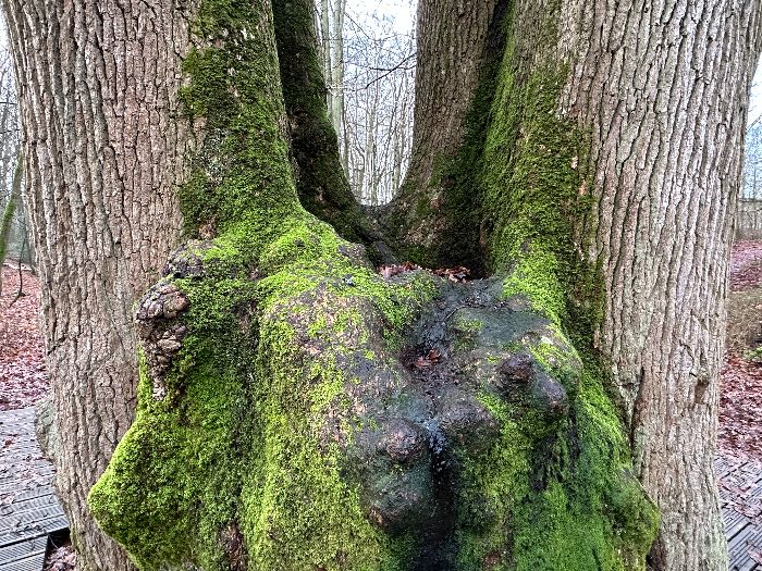 La disparition de la cinquième tige fait l'objet de récits contradictoires qui racontent une vengeance contre un forestier, ou du vandalisme prussien... L'eau de la cuve fait aussi l'objet de croyances... (cf jumieges.free.fr)