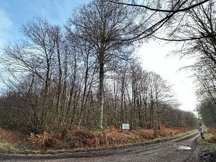 J'arrive au pied du Hêtre du Torps. Cet arbre, bientôt bicentenaire, domine sa parcelle du haut de ses 40 mètres (mesure 2021).