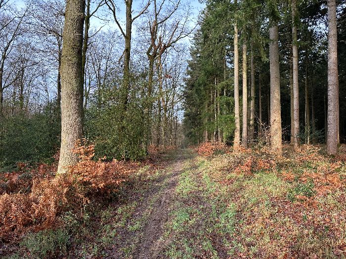 Un rayon de soleil fugitif donne immédiatement un tout autre aspect à la forêt.