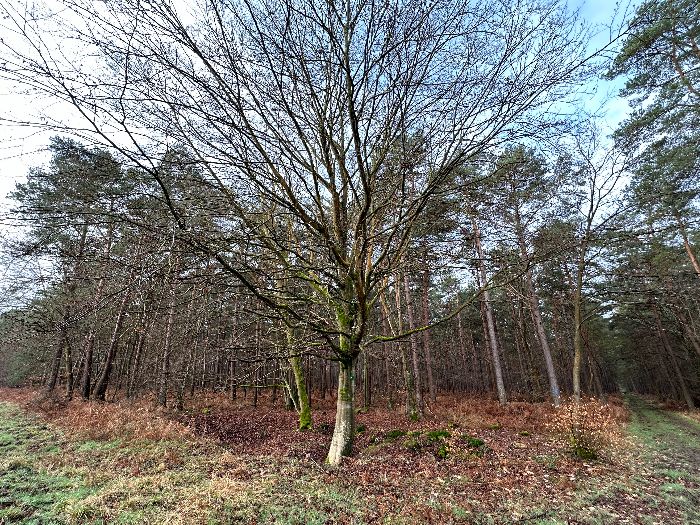 Le Hêtre à la Biche a disparu en 2014.&nbsp;Il était visible de loin et servait de repère dans la forêt. Son successeur doit grandir encore avant de devenir remarquable, mais son houppier est déjà superbe.