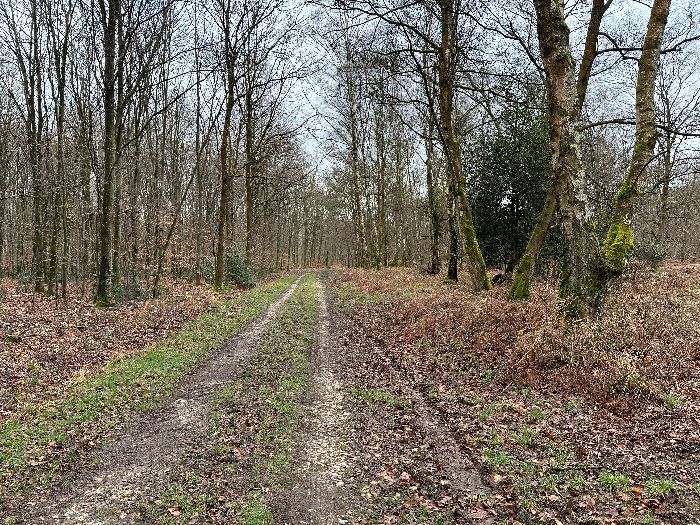 Je ne vais pas jusqu'au Hêtre du Grand Maître, et prends la direction de l'est par la route forestière au Chien.