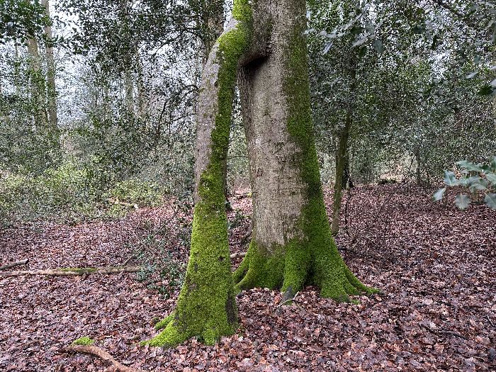 Et voici les étranges Hêtres Soudés. Deux arbres qui fusionnent pour n'en former qu'un seul ?&nbsp;&nbsp;Cette curiosité de la nature a-t-elle été aidée par des forestiers facétieux ?&nbsp;