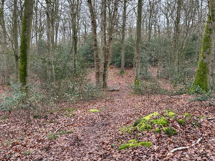 Je ferme la boucle en retrouvant le Chêne Cuve.