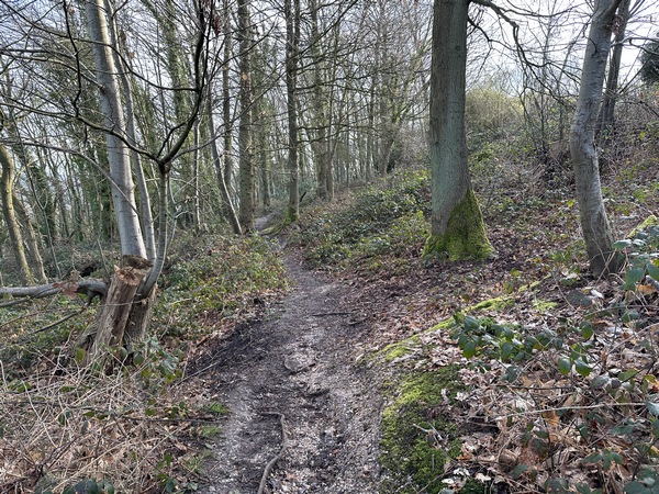 Je continue dans le bois Bagnères au nord de Bonsecours.