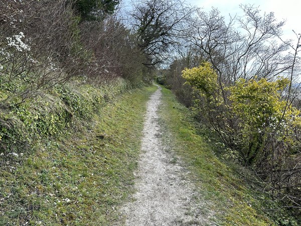 Lorsque le sentier aux Ifs rejoint la sente du Mont Auger, nous allons suivre ce nouveau chemin à gauche.