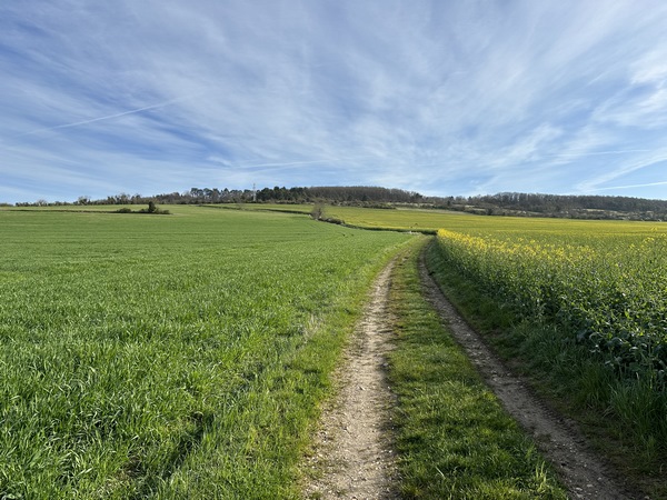 Je traverse le bourg, et arrive sur ce chemin Planté à la Dame (?) qui monte vers le bois de Bimorel.