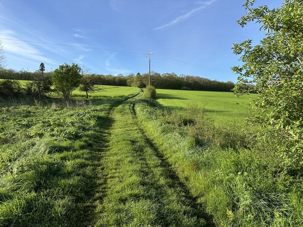 Nous marchons entre les champs de lin en direction de la forêt domaniale.