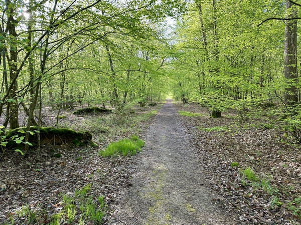 Nous suivons maintenant la voie Bradaut. Au XVIIIe siècle, la forêt de Dreux a été aménagée pour la chasse à courre, avec de larges allées.